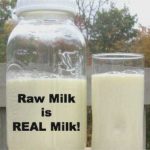 PASTEURIZATION – THE DEGRADATION OF MILK
