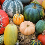The Sunnah of Dubba (Pumpkin)– Which Plant is it??