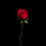 Our Twigs and Sticks – “Our Good Deeds Are Even Bad Deeds.” “Will You Ever Find A Nursery Like This, Where You Can Purchase With One Flower A Bed Of Roses?