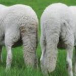 Q & A – Qurbani Masaa’il – Part 1