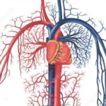 Our Amazing Blood Vessels Are 160,000 Kms Long