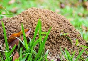 Ant Hill