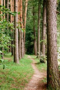 Forest path