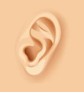 ear