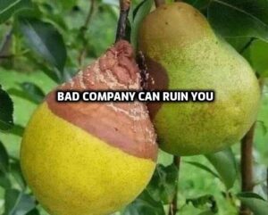 Pear Bad Company