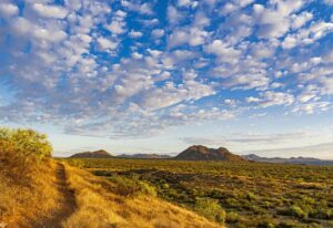 grassland