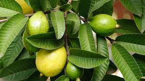 guava