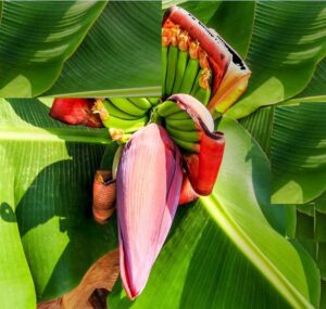 Banana tree