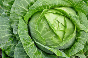 Cabbage (brassica oleracea) in the garden on a path outdoor shot