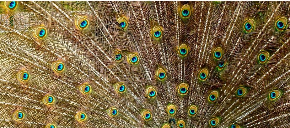peacock