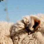 Questions related to Qurbani