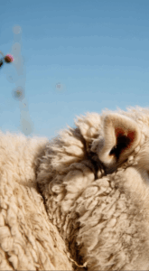 sheep